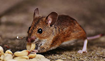 24 Hour & Emergency Exterminators in Saxon, WV
